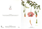Coral Hibiscus by Kingo "Melvin" Fujii
